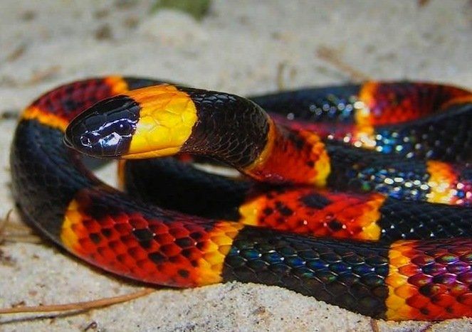 Eastern Coral Snake – Fort Myers, FL – Wildlife Task Force