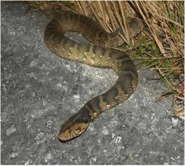 Florida Banded Water Snake – Fort Myers, FL – Wildlife Task Force