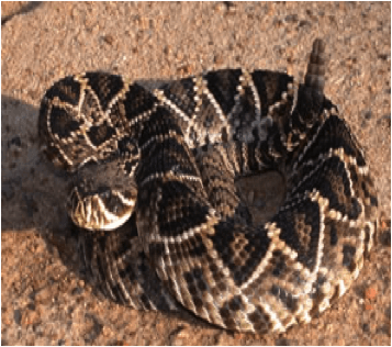 Eastern Diamondback Rattlesnake – Fort Myers, FL – Wildlife Task Force