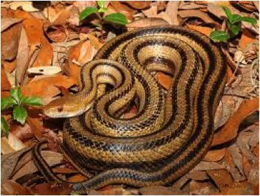 Yellow Rat Snake – Fort Myers, FL – Wildlife Task Force