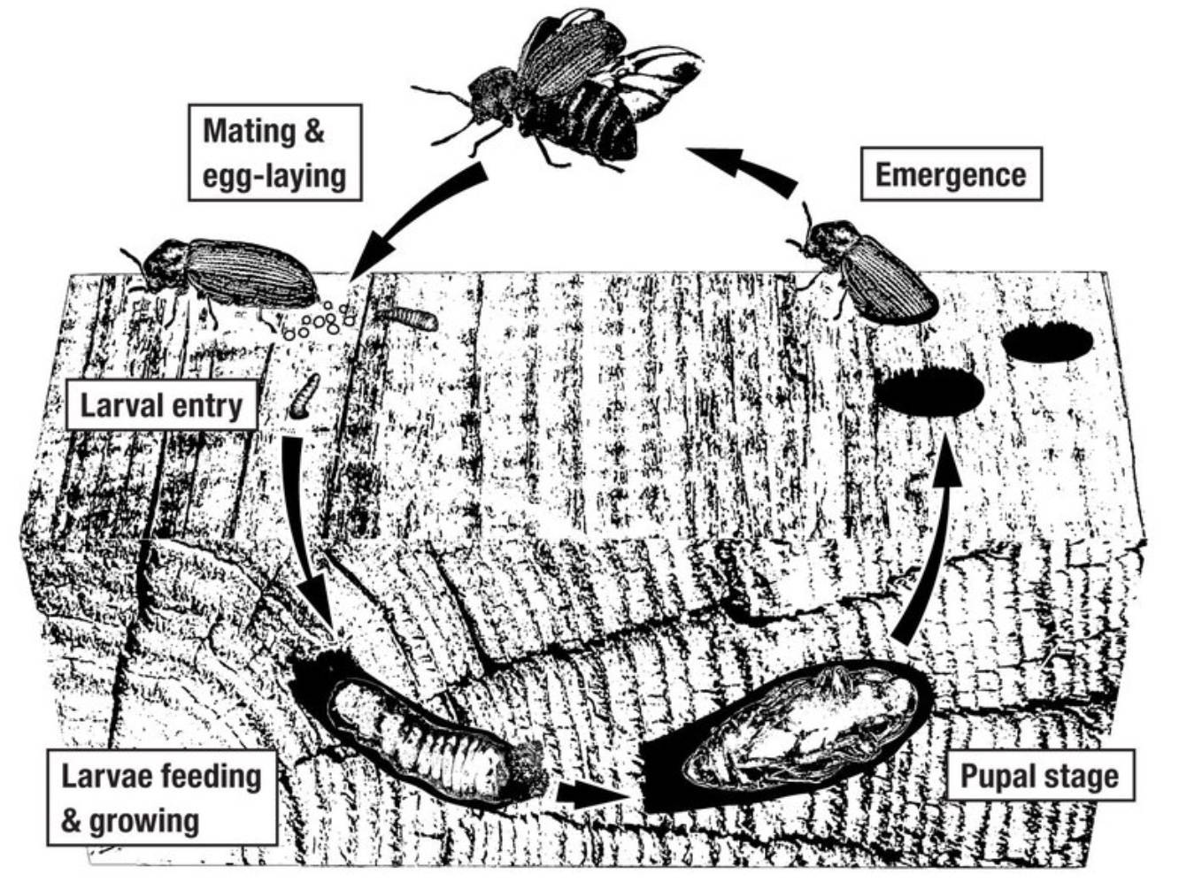 woodworm solution explained somerset