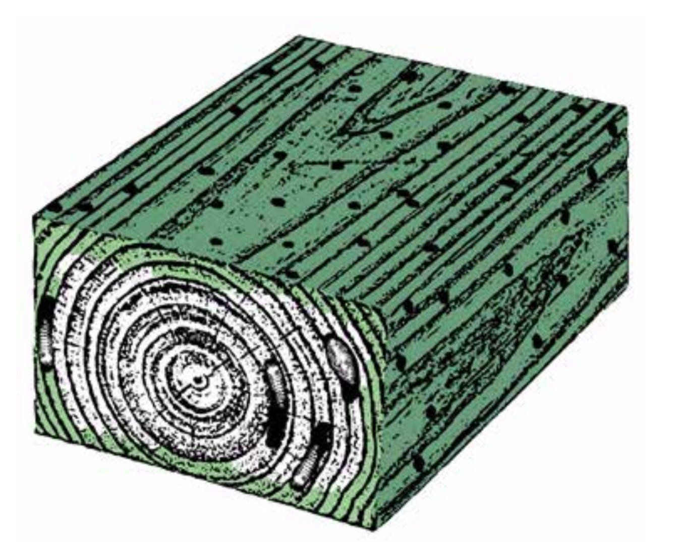 woodworm treatment somerset and devon