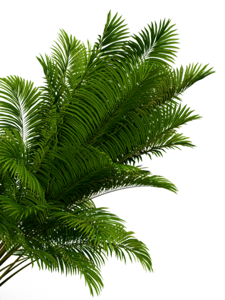 Green, leafy palm fronds against a white background.