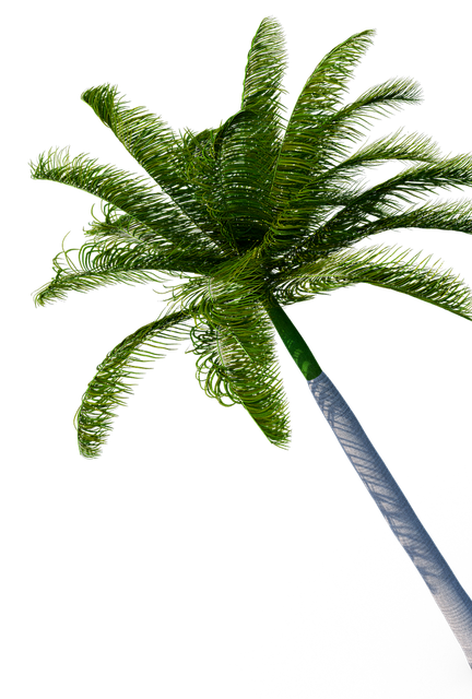 Palm tree with green fronds, leaning against a white background.