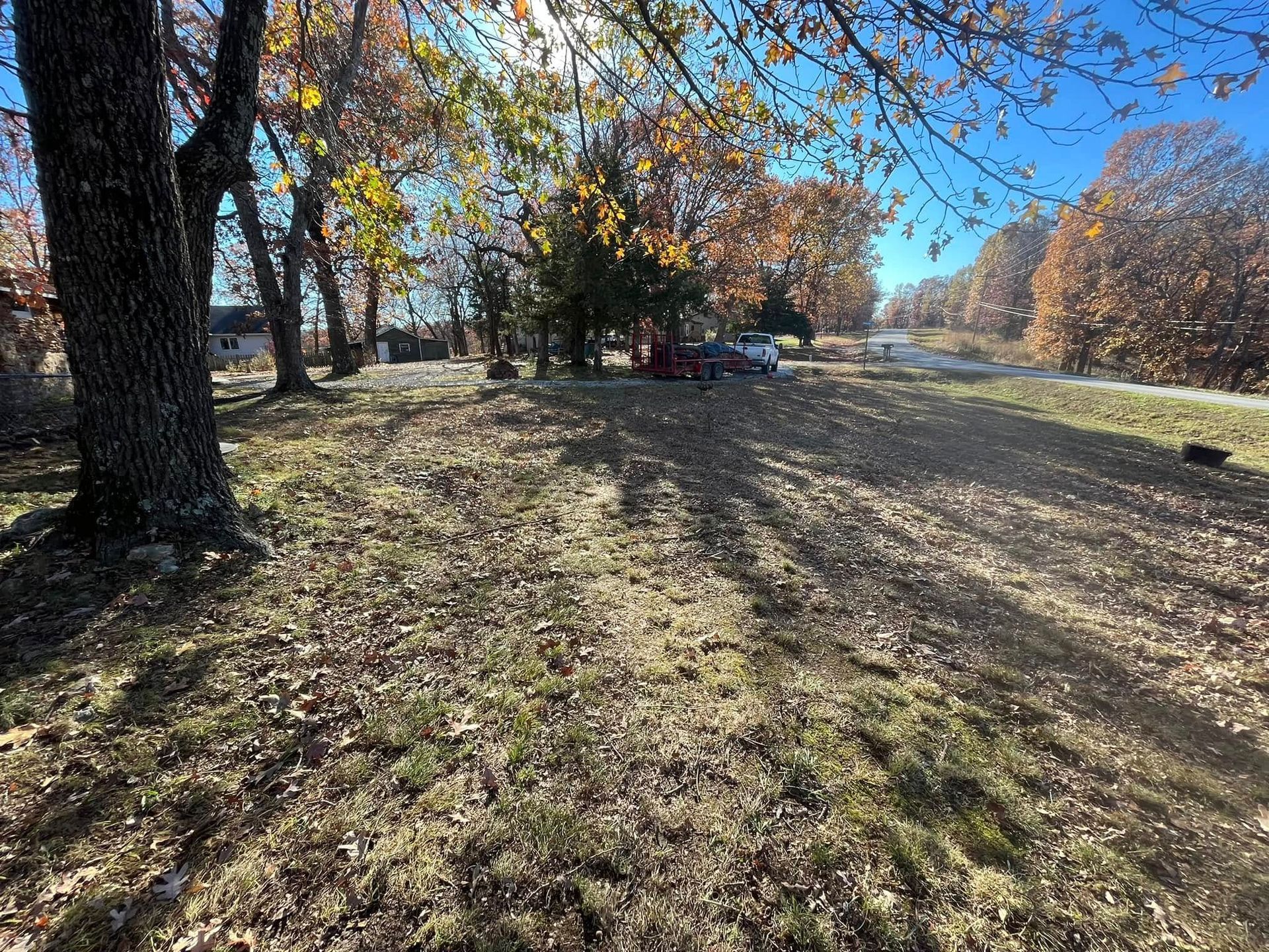 A field filled with lots of leaves and trees on a sunny day.