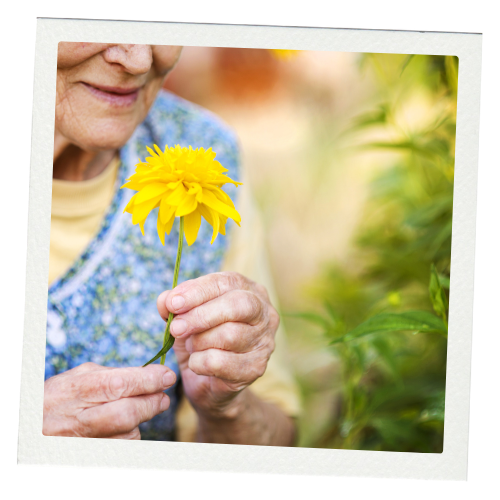Elderly woman holding a bright yellow flower in a garden setting.