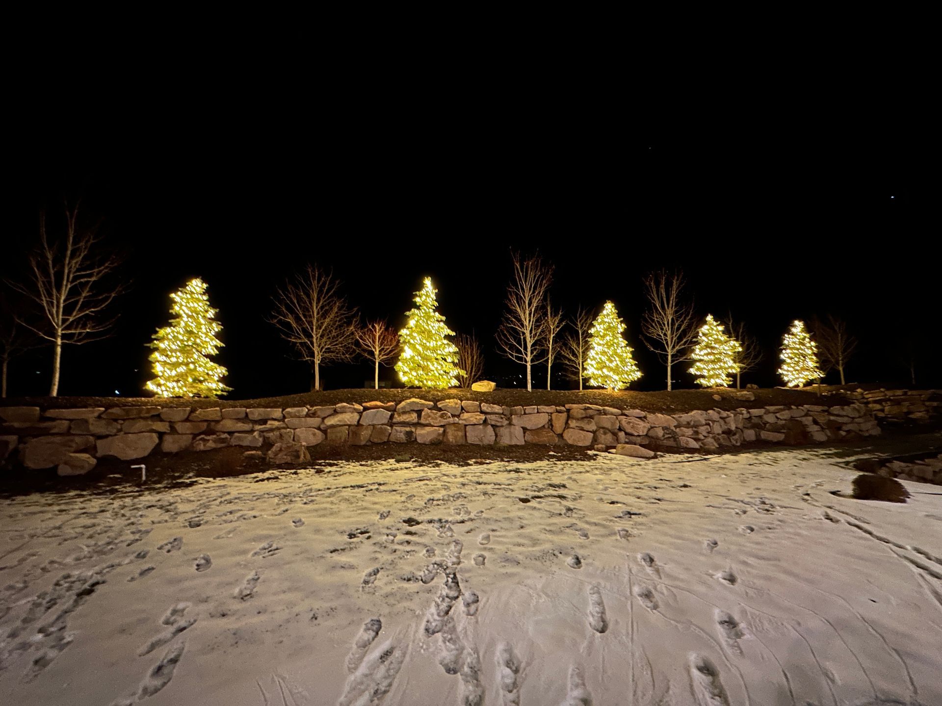 Row of lighted Christmas trees on a snowy hill at night.