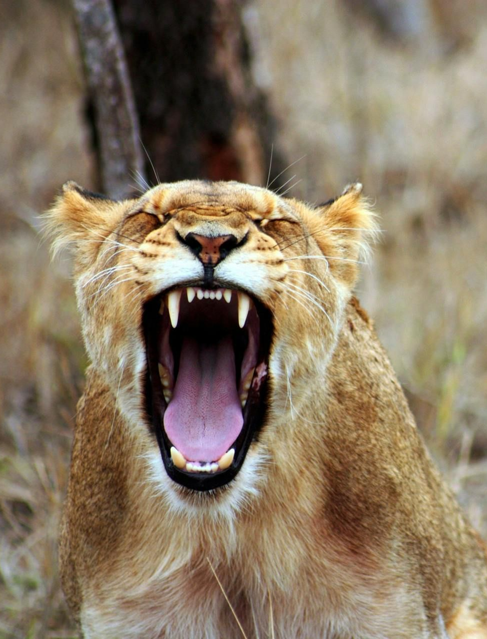 Lioness yawning, showing large teeth in an open mouth, in a grassy savanna setting.
