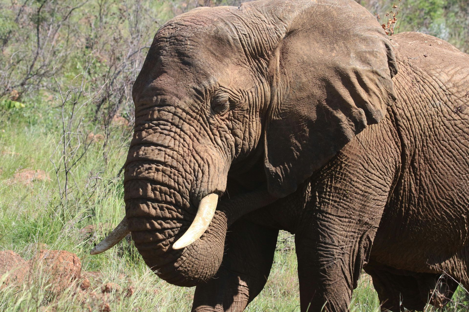 African elephant with large tusks, standing in grassy area with trees.
