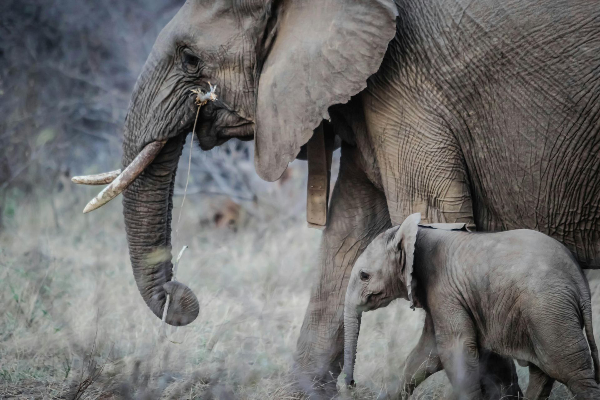 Adult elephant with tusks and baby elephant walking together in grassy area.