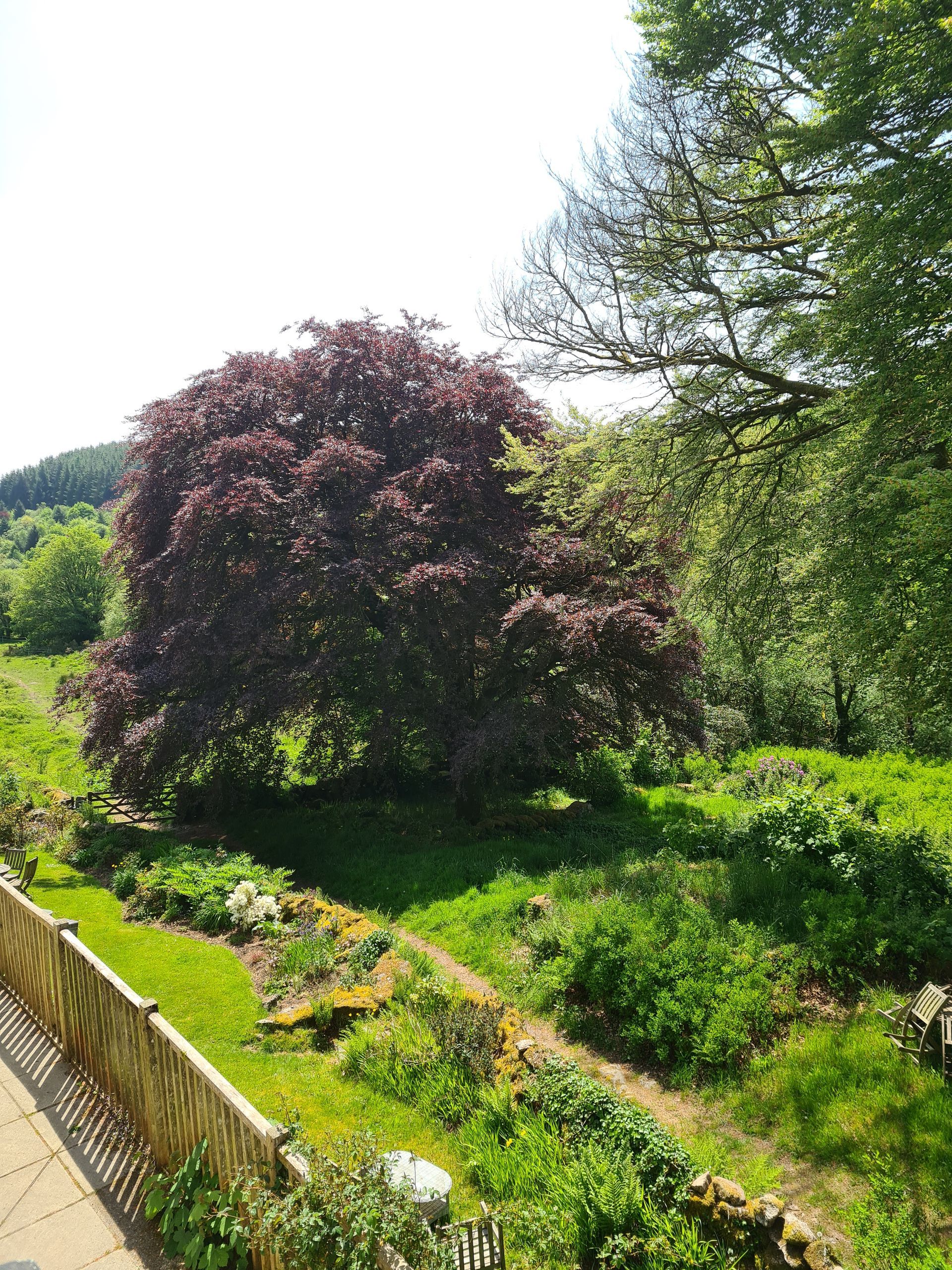 Lydgate House Hotel Dartmoor