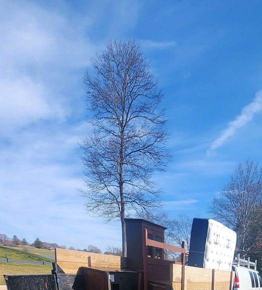 A tree is sitting in the middle of a pile of furniture.