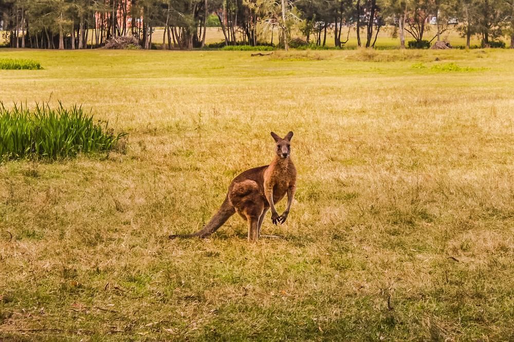 A Kangaroo Is Standing in The Middle of A Field — Podium Solar in Morisset, NSW