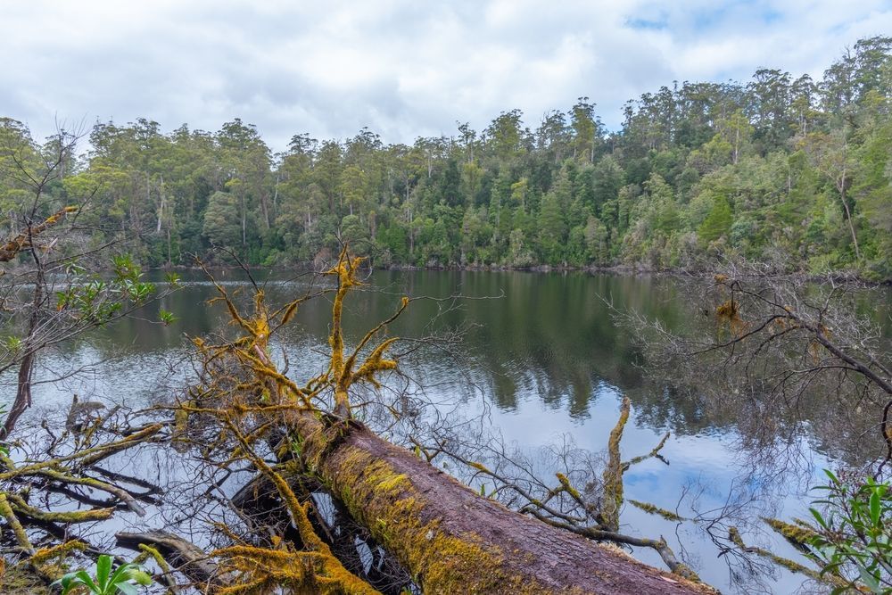 A Fallen Tree Trunk Is Sitting in The Middle of A Lake Surrounded by Trees  — Podium Solar in Chisholm, NSW