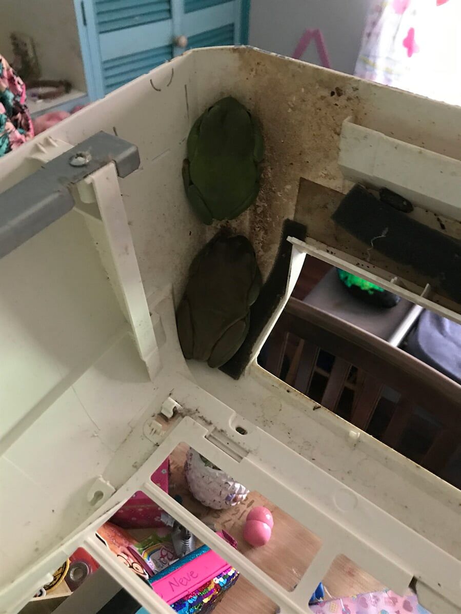 Frogs living in the airconditioner