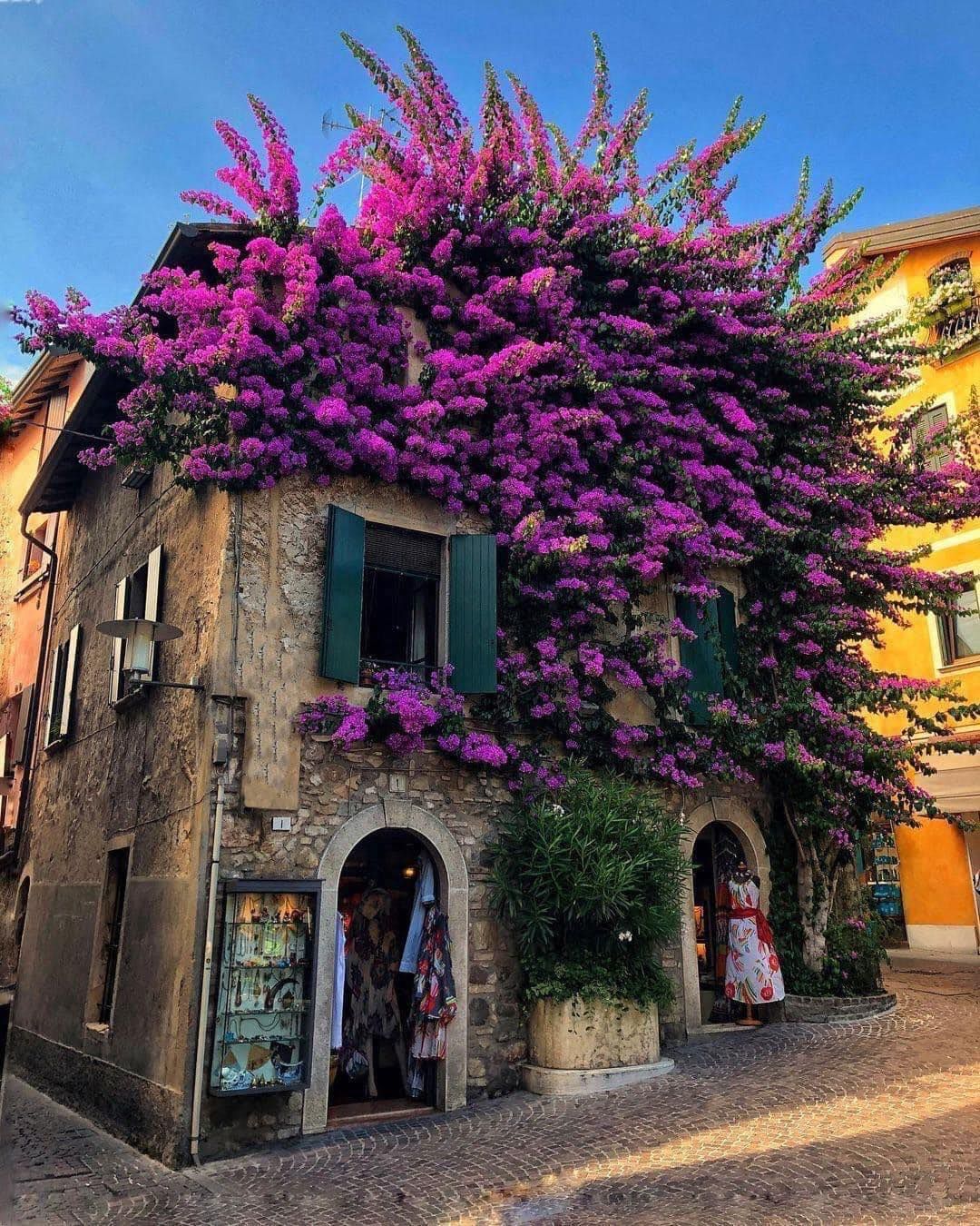 A building with purple flowers growing on the side of it