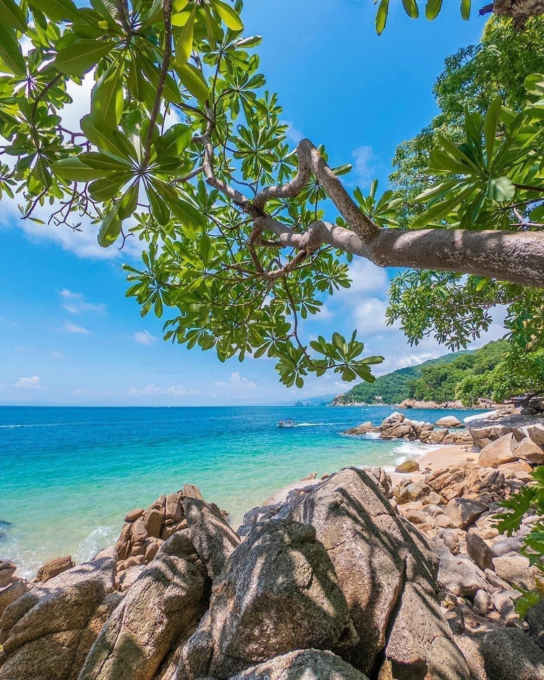 A tree is hanging over a rocky beach with the ocean in the background.