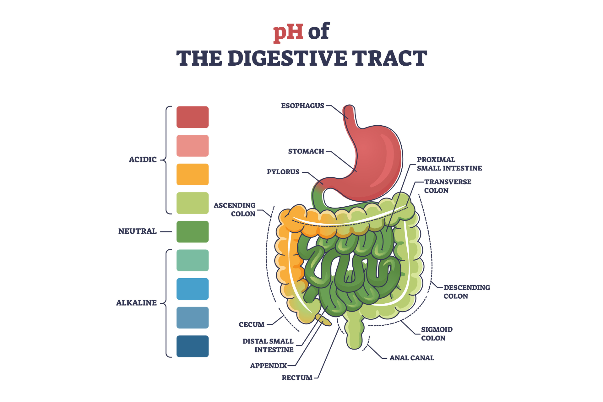 digestive tract ph