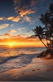 There is a sunset over the ocean with palm trees in the foreground.