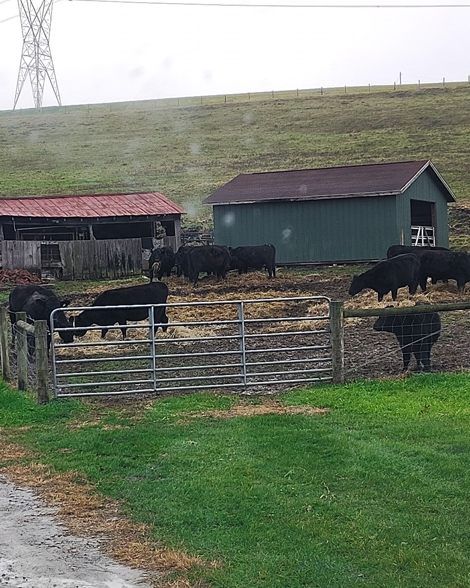 Cattle in a round pen near barns with red and green roofs. Green hillside in the background.