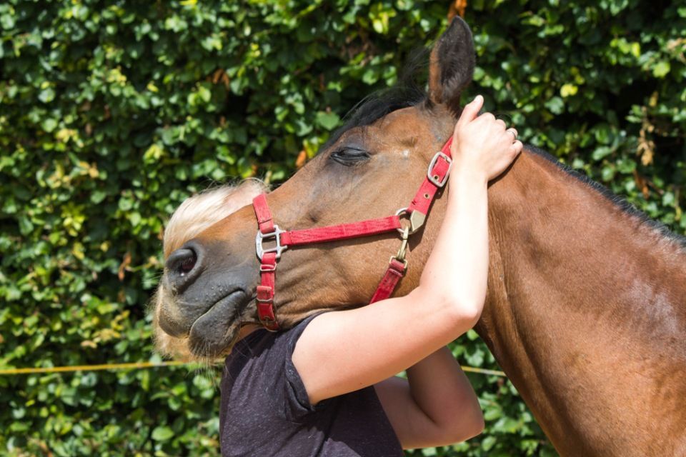 Massage for Horses