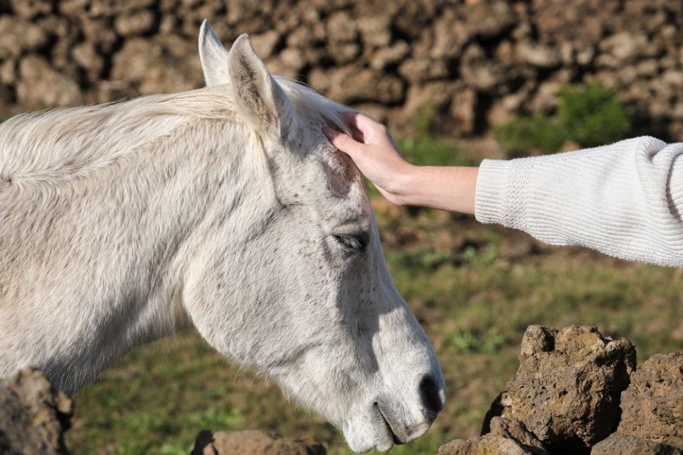  tight muscles horse 