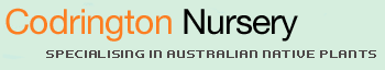 Codrington Nursery Logo