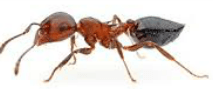 Acrobat ants — Jefferson City, MO — Art’s Pest Control