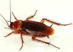 American cockroach — Jefferson City, MO — Art’s Pest Control