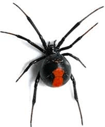Black window spider — Jefferson City, MO — Art’s Pest Control