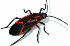 Box elder bug — Jefferson City, MO — Art’s Pest Control