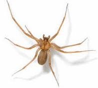Brown recluse spider — Jefferson City, MO — Art’s Pest Control
