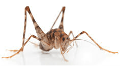 Camel cricket — Jefferson City, MO — Art’s Pest Control