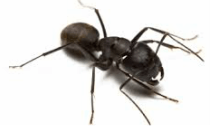 Carpenter ant — Jefferson City, MO — Art’s Pest Control