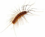 Centipede — Jefferson City, MO — Art’s Pest Control