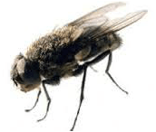 Cluster flies — Jefferson City, MO — Art’s Pest Control