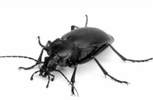 Black ground beetle — Jefferson City, MO — Art’s Pest Control