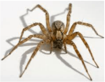 House spider — Jefferson City, MO — Art’s Pest Control