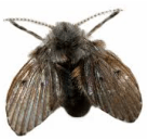 Drain flies — Jefferson City, MO — Art’s Pest Control