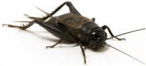 Field cricket — Jefferson City, MO — Art’s Pest Control