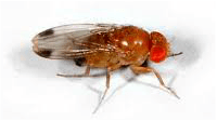 Fruit fly — Jefferson City, MO — Art’s Pest Control