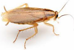 German cockroach — Jefferson City, MO — Art’s Pest Control
