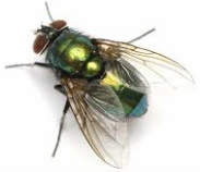 Green blow fly — Jefferson City, MO — Art’s Pest Control