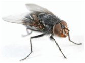 House fly — Jefferson City, MO — Art’s Pest Control