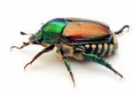 Japanese beetle — Jefferson City, MO — Art’s Pest Control