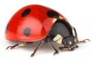Ladybug — Jefferson City, MO — Art’s Pest Control