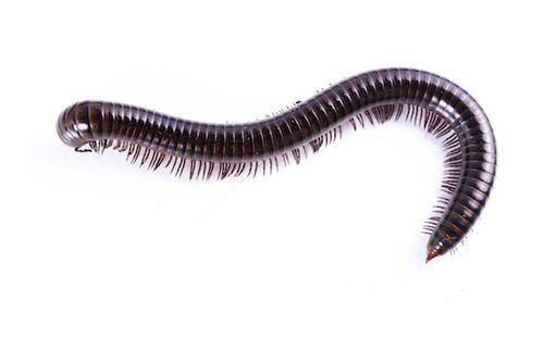 Millipede — Jefferson City, MO — Art’s Pest Control