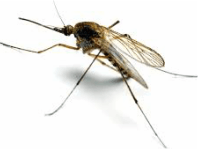 Mosquito — Jefferson City, MO — Art’s Pest Control