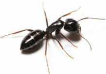 Odorous house ant — Jefferson City, MO — Art’s Pest Control