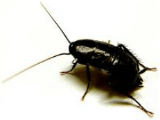 Oriental cockroach — Jefferson City, MO — Art’s Pest Control